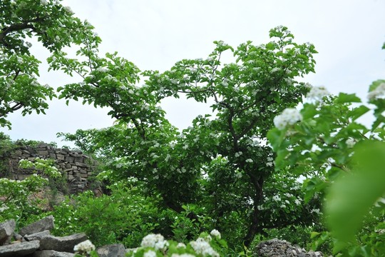 果樹花  山楂花
