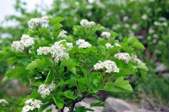 白色花 果樹花