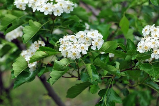 山楂樹  山楂花