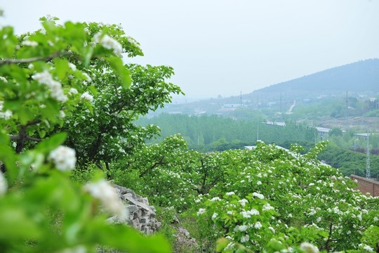 山上果樹  果樹種植