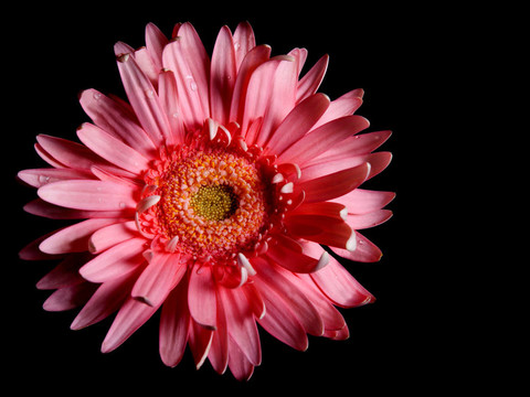 紅色花非洲菊