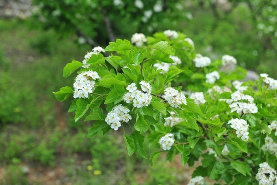 白色花