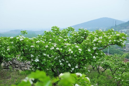 果園