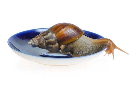 蝸牛在板