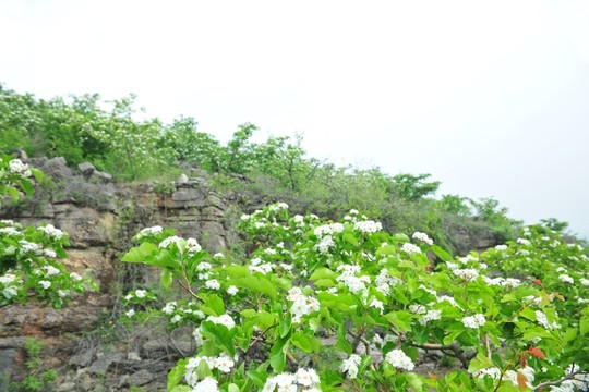 果樹種植