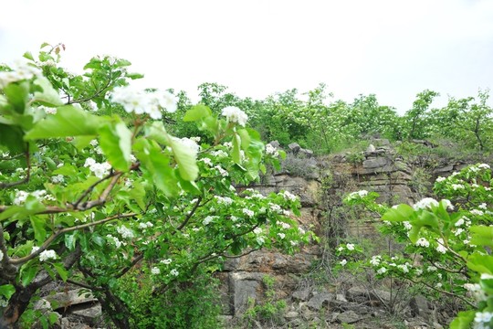 果木  經(jīng)濟(jì)林
