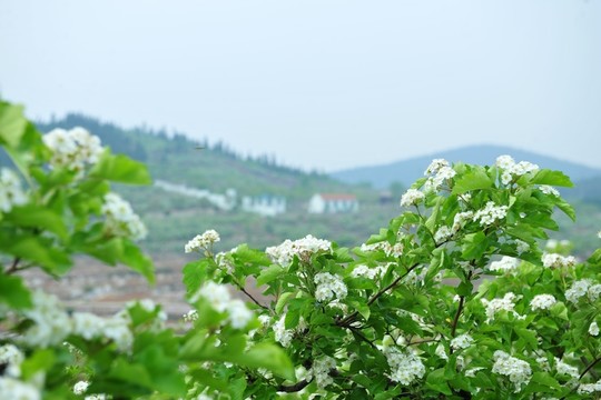 山楂園  山間果樹