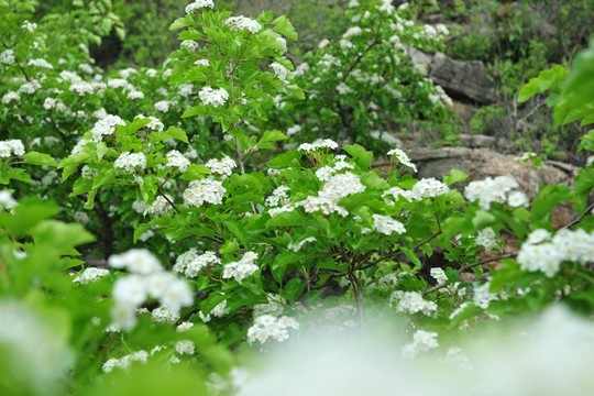 果樹  白色花