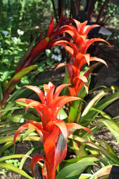 紅色星球（Guzmania lingulata）
