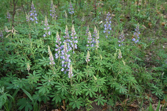 Wild Lupine（羽扇豆多年生）