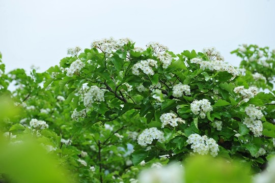 白色花  果樹(shù)花