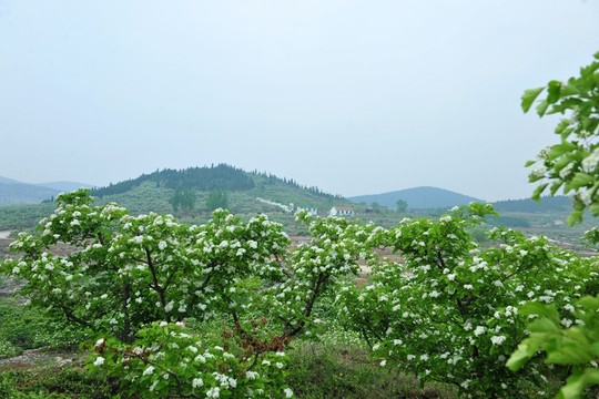 果園   林地