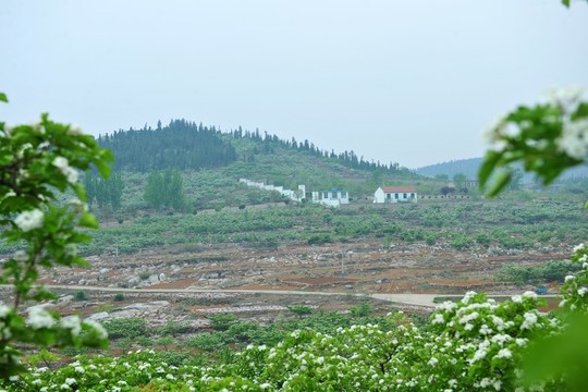 田地 農(nóng)田 果園