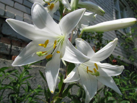 莉莉；白flowerses；花園；花