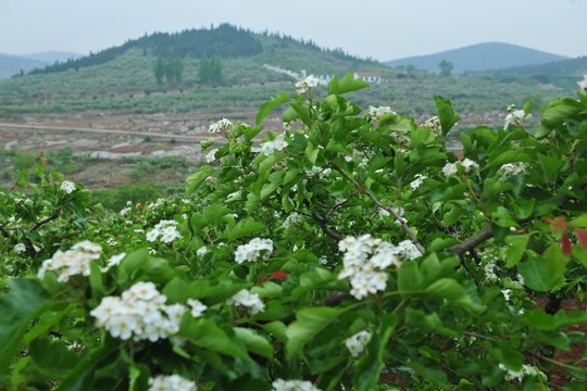 山楂花