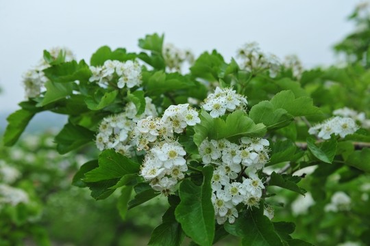 白色花  果樹花