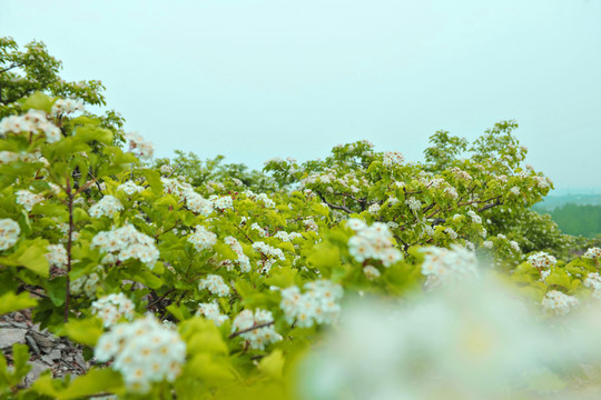 果樹開花
