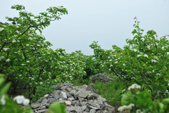 果園