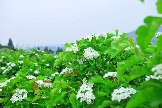 果樹開花
