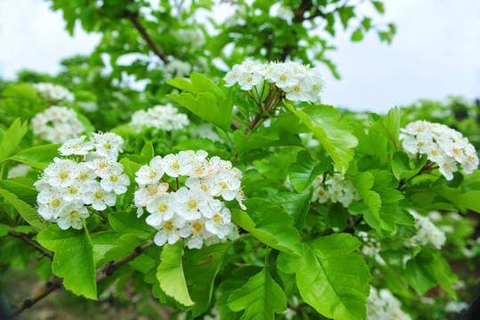 綠葉白花