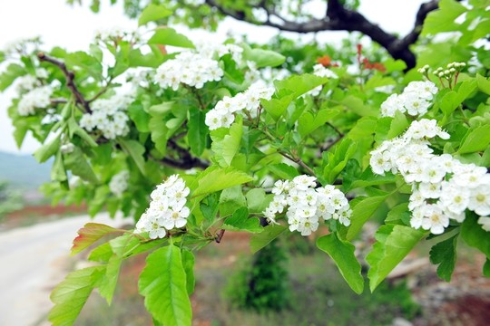 果樹  開花