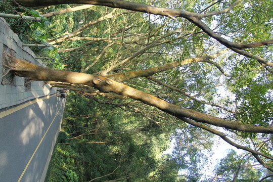 樹(shù)林道路