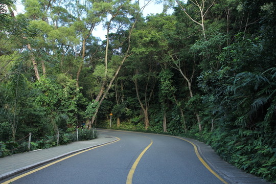 樹林道路