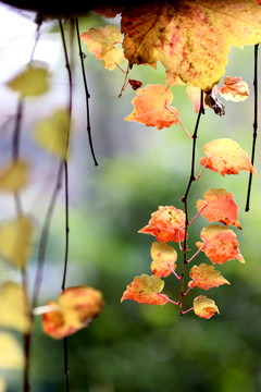 紅葉