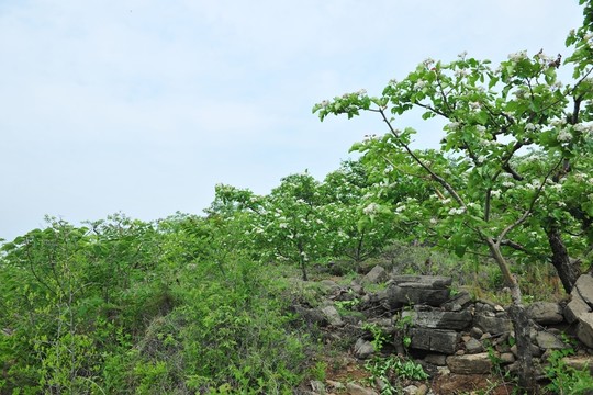 樹林
