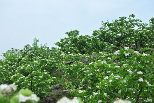 果園   樹(shù)林