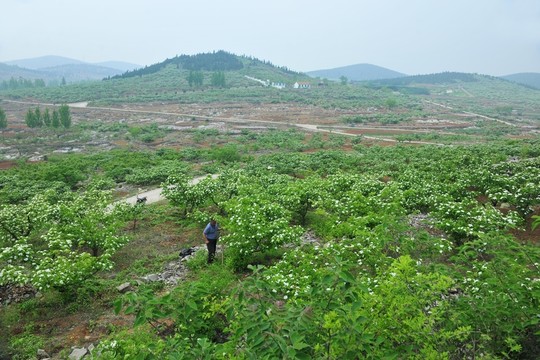 山林 林業(yè)