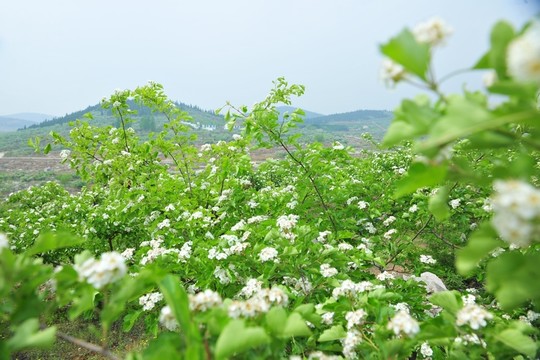 果園