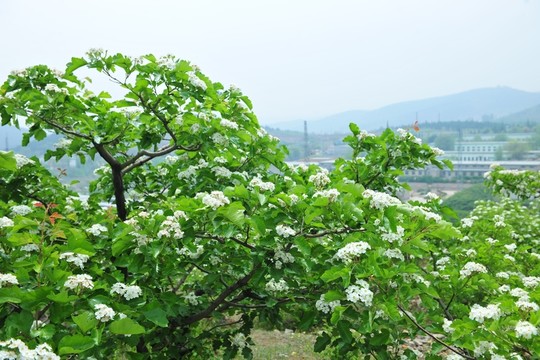 果園  山楂樹