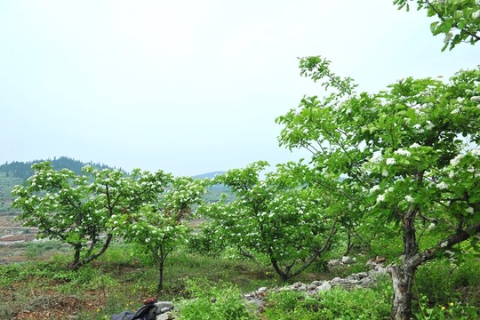 果園  樹林