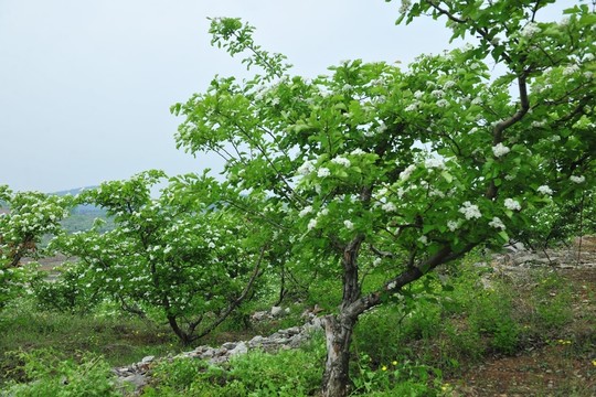 果樹(shù)