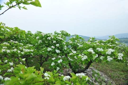 果園