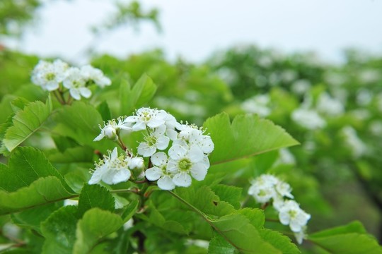 白色花