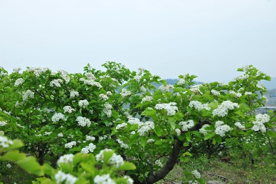 漫山遍野山楂花
