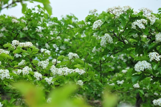 白色花