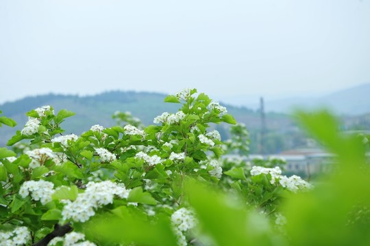 果園
