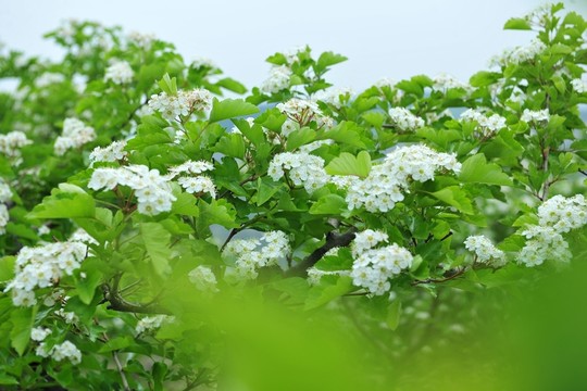 白色果樹花