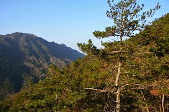 天目山自然保護(hù)區(qū)
