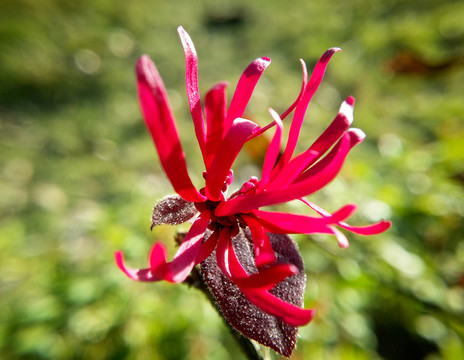 桎木花