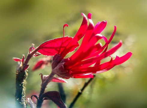 桎木花