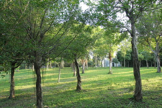 草地樹林