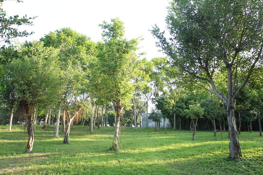 草地樹林