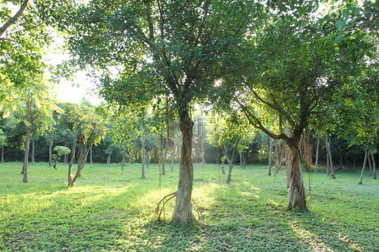 草地樹(shù)林