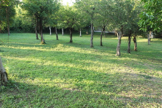 草地樹林