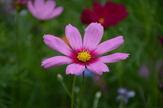格桑花