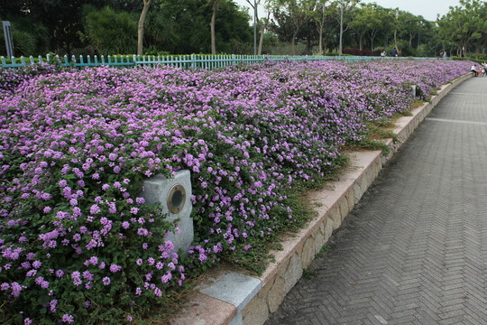 紫色花